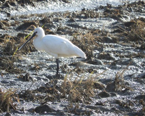 Espátula en la antigua laguna de La Janda