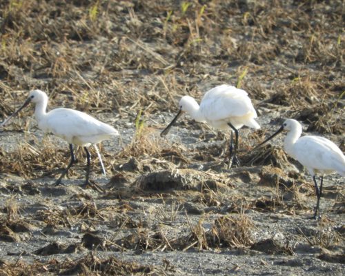 Espátulas en la antigua laguna de La Janda