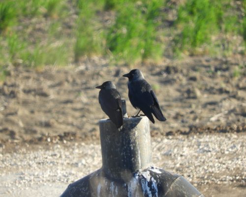 Grajillas en la antigua laguna de La Janda