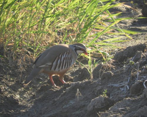 Perdiz en la antigua laguna de La Janda