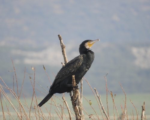 Cormorán en la antigua laguna de La Janda