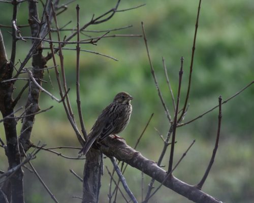 Escribano triguero en la antigua laguna de La Janda