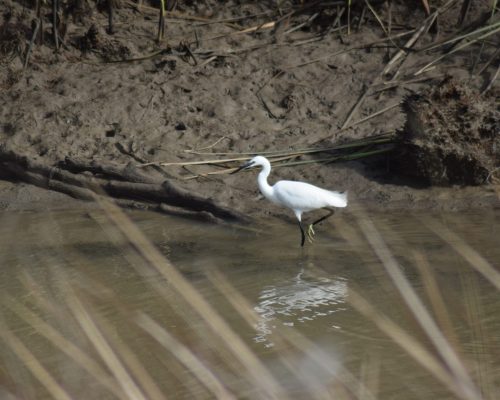 Garceta en la antigua laguna de La janda