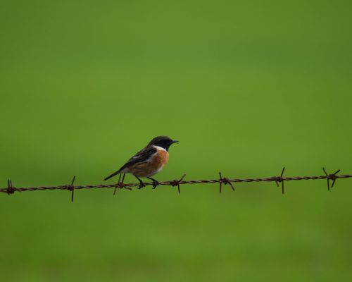 Tarabilla común macho en la antigua laguna de La Janda