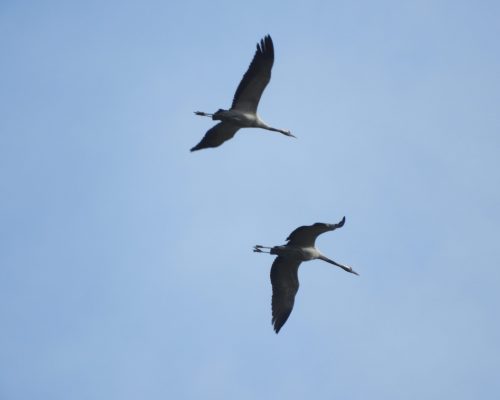 Grullas en la antigua laguna de La Janda