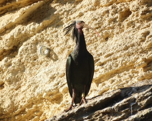 Ibis eremita en La Barca de Vejer de la Fra.