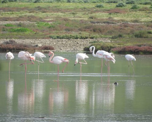 Flamencos en la marisma de Barbate