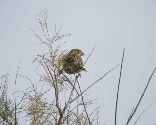 Escribano triguero en la marisma de Barbate