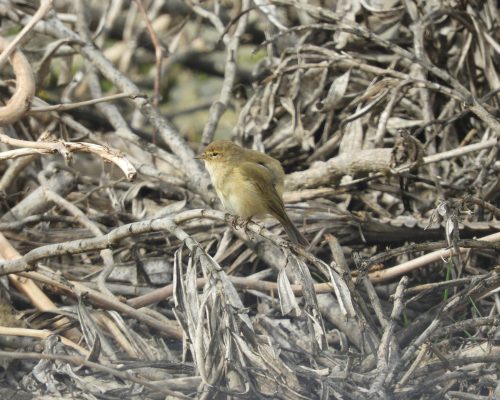 Mosquitero común en la marisma de Barbate
