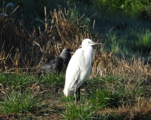 Garceta y grajilla en la antigua laguna de La Janda
