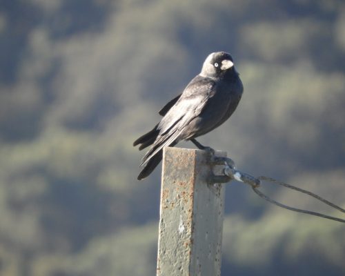 Grajilla en la antigua laguna de La Janda
