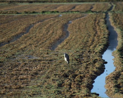 Garza real en la antigua Laguna de La Janda