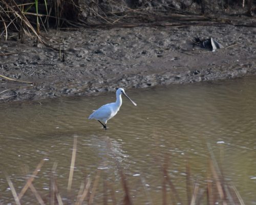 Espátula en la antigua laguna de La Janda
