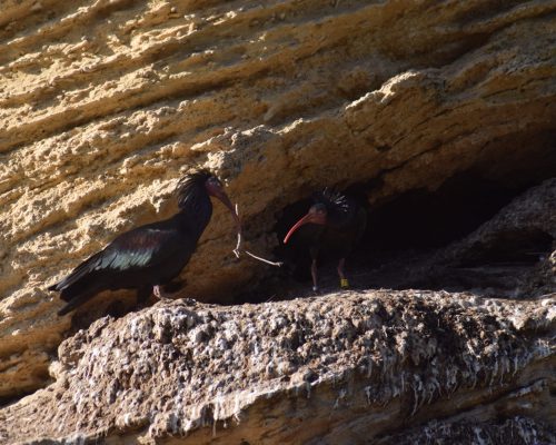 Pareja de ibis eremitas en La Barca de Vejer de la Fra.