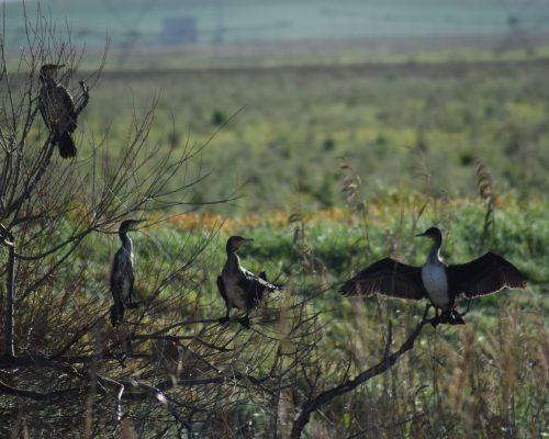 Cormoranes en la antigua laguna de La Janda