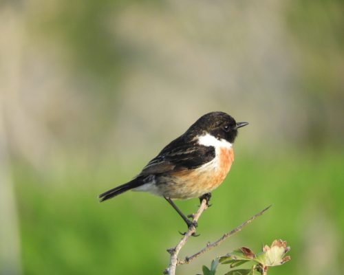 Tarabilla común macho en la antigua laguna de La Janda