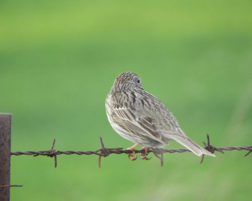 Escribano triguero en la antigua laguna de La Janda