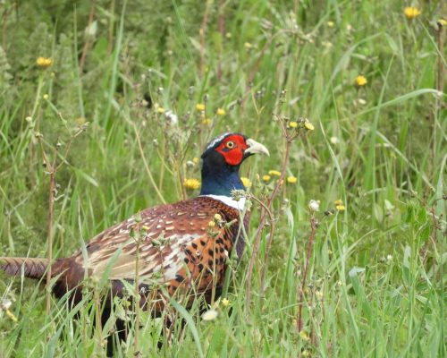 Faisán en la antigua laguna de La Janda