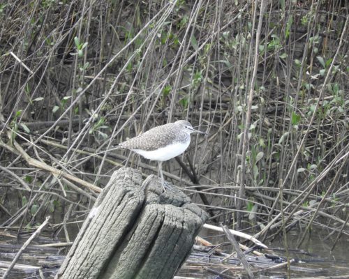 Andarríos en la antigua laguna de La Janda