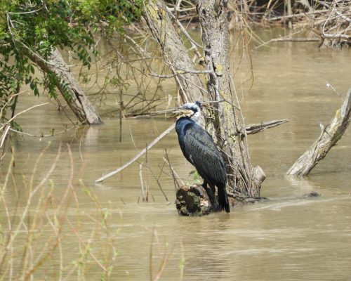 Cormorán en época nupcial en la antigua laguna de La Janda