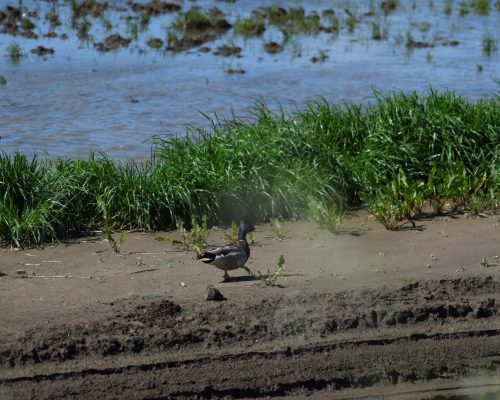 Ánade real macho en la antigua laguna de La Janda