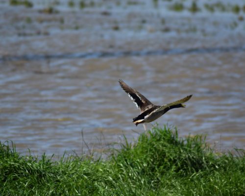 Ánade real macho en la antigua laguna de La Janda