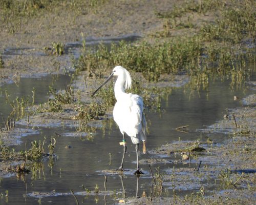 Espátulas en la antigua laguna de La Janda