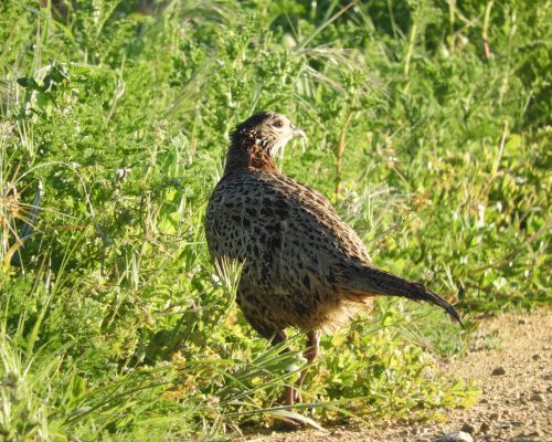 Faisán hembra en la antigua laguna de La Janda