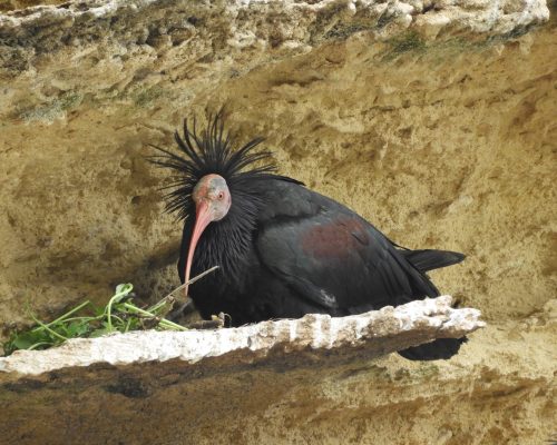 Ibis eremita en La Barca de Vejer de la Fra.