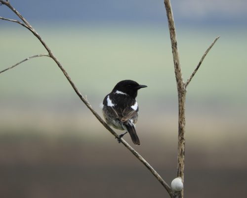 Tarabilla común macho en la antigua laguna de La Janda