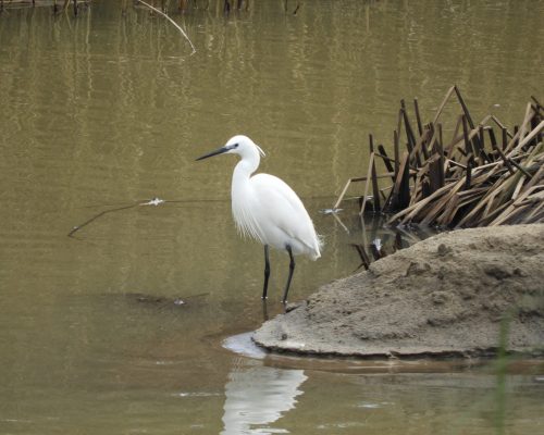 Garceta común en la antigua laguna de La Janda
