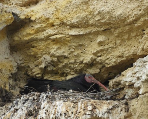 Ibis eremita en La Barca de Vejer de la Fra.