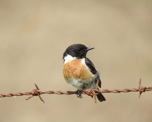 Tarabilla común macho en la antigua laguna de La Janda