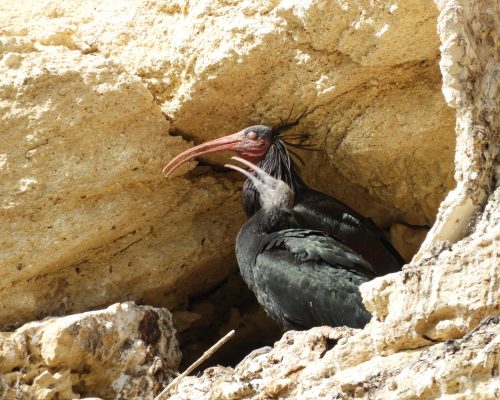 Pareja de ibis eremitas en La Barca de Vejer de la Fra.