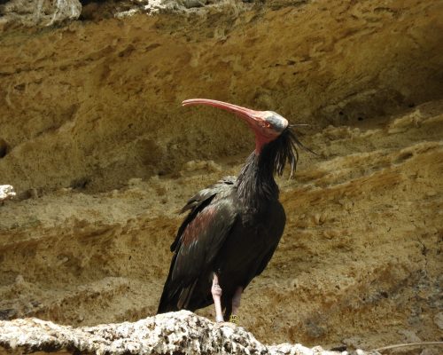 Ibis eremita en La Barca de Vejer de la Fra.