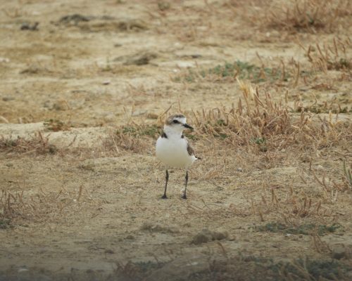 Chorlitejo patinegro en la marisma de Barbate