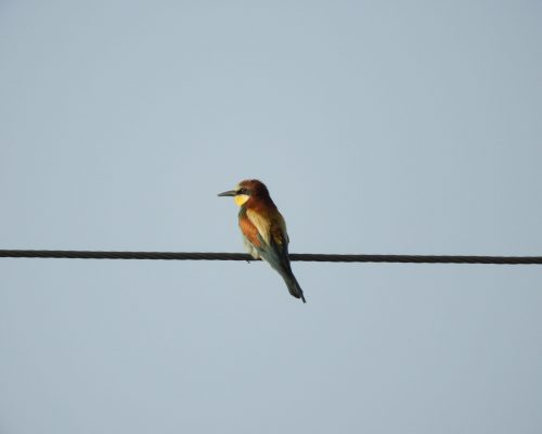 Abejaruco en la antigua laguna de La Janda
