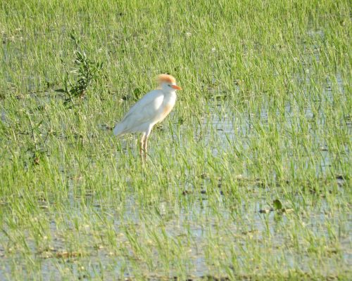 Garcilla bueyera en época nupcial en la antigua laguna de La Janda