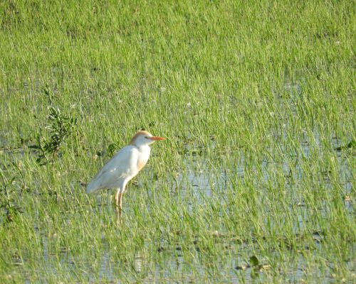 Garcilla bueyera en época nupcial en la antigua laguna de La Janda