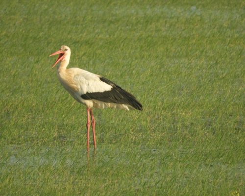 Cigüeña en la antigua laguna de La Janda