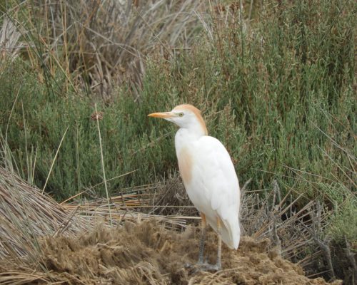 Garcilla bueyera en época nupcial en la marisma de Barbate.