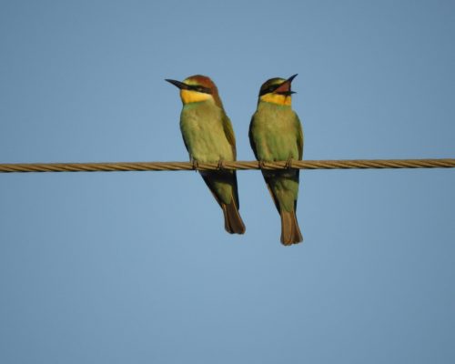 Abejarucos en la antigua laguna de La Janda