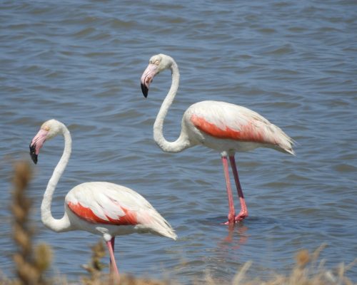 Flamencos en las marismas de Barbate
