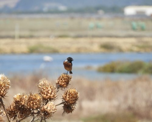 Tarabilla común macho en las marismas de Barbate
