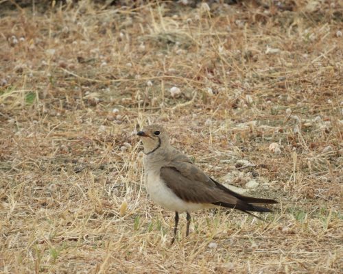 Canastera en la antigua laguna de La Janda