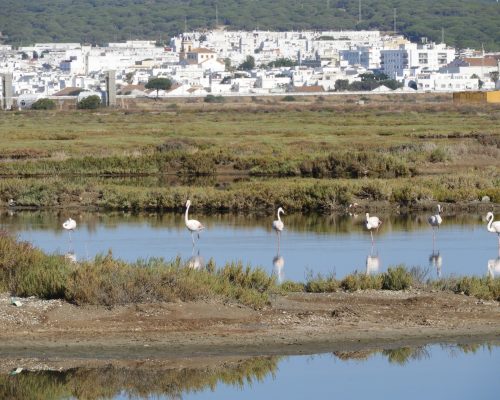 Flamencos en las marismas de Barbate