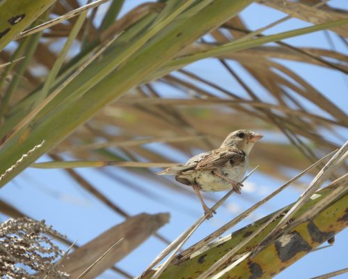 Gorrión hembra en El Palmar