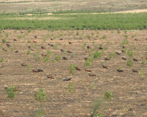 Milanos negros en La Janda