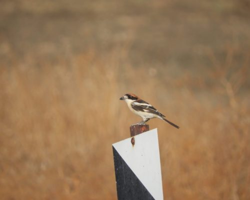 Alcaudón común en la antigua laguna de La Janda