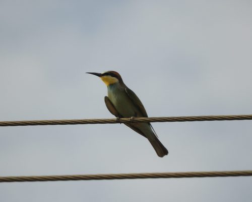 Abejaruco en la antigua laguna de La Janda